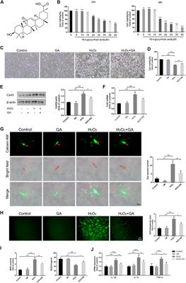 18-α-glycyrrhetinic acid alleviates oxidative damage in periodontal tissue by modulating the interaction of Cx43 and JNK/NF-κB pathways